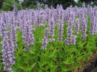 Agastache 'Black Adder', Anijsplant, Dropplant