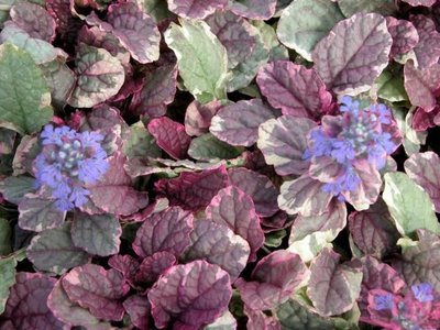 Ajuga reptans 'Burgundy Glow' ,Zenegroen