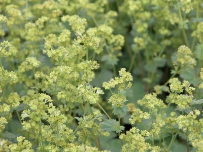 Alchemilla erytropoda, Vrouwenmantel