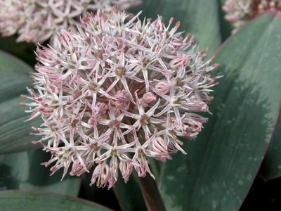 Allium karataviense, Sierui