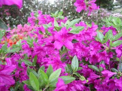 Azalea jap. 'Blaue Donau', 25-30 3L (=Rhododendron)