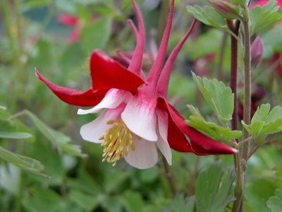 Aquilegia 'Crimson Star',Akelei