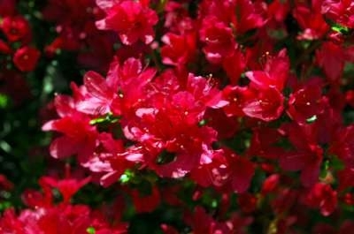 Azalea jap. 'Hino Crimson' 3L