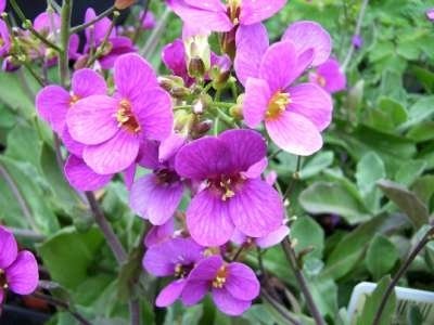 Arabis caucasica 'Pinkie', Rijstebrij, Randjesbloem