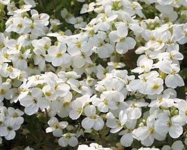 Arabis caucasica 'Snowcap', Rijstebrij, Randjesbloem