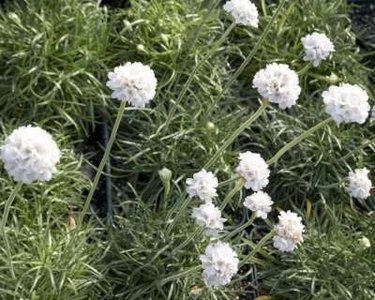 Armeria maritima 'Alba', Engels gras