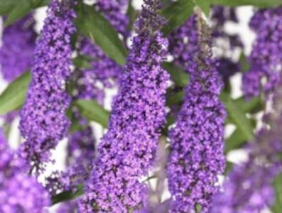 Buddleja dav. 'Ile de France' 40-60, Vlinderstruik