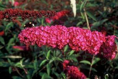 Buddleja dav. 'Royal red' 3L, 60-80 Vlinderstruik