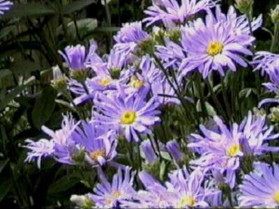 Aster amellus 'Rudolf Goethe', Aster