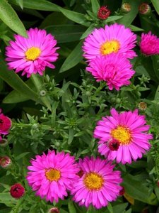 Aster dumosus 'Anneke', Aster