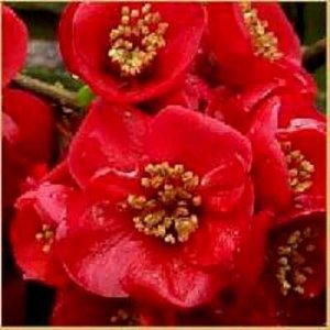 Chaenomeles sup.'Nicoline', Dwergkwee