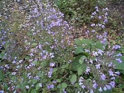 Calamintha nepeta nepeta, Steentijm