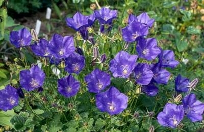 Campanula carpatica 'Blaue Clips', Klokjesbloem