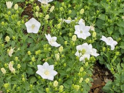 Campanula carpatica 'Weisse Clips', Klokjesbloem