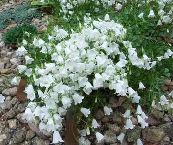 Campanula cochlearifolia 'White Baby', Klokjesbloem