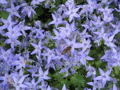 Campanula garganica, Klokjesbloem