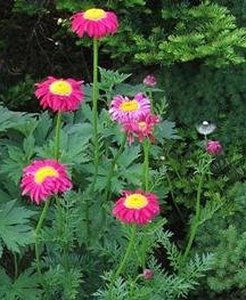 Chrysanthemum cocc. 'Robins. Rose', Margriet