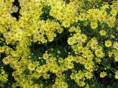 Chrysanthemum rub. 'Mary Stoker', Margriet