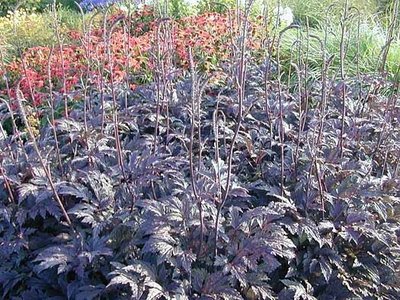 Actaea simplex 'Brunette', Zilverkaars