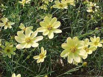 Coreopsis verticillata 'Moonbeam', Meisjesogen