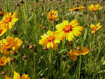 Coreopsis verticillata 'Zagreb', meisjesogen