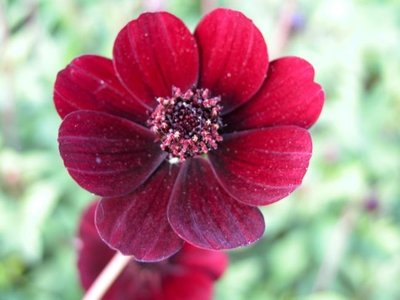 Cosmos atrosanguinea, Cosmos