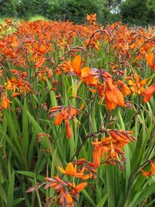 Crocosmia 'Emily McKenzie', Montbretia