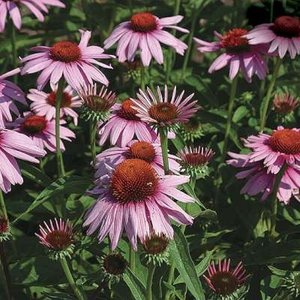 Echinacea pur. 'Magnus', Zonnehoed