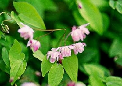 Epimedium youngianum 'Roseum', Elfenbloem