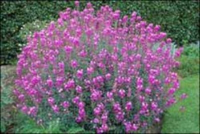 Erysimum 'Bowles Mauve',Steenraket