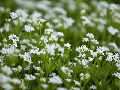 Galium odoratum, Lievevrouwebedstro