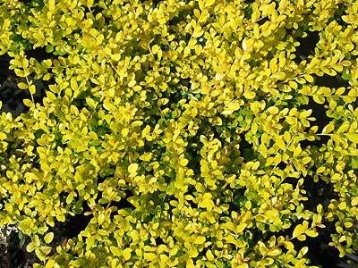 Ilex cren. 'Golden Gem', 20-30 3L,Hulst