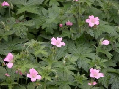 Geranium endressii, Ooievaarsbek