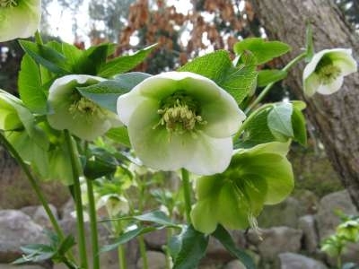 Helleborus orientalis, Lenteroos, Nieskruid