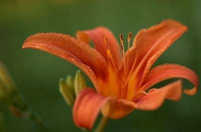 Hemerocallis 'Margaret Perry', Daglelie