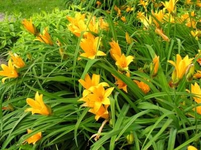 Hemerocallis middendorffii, Daglelie