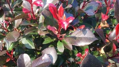 Photinia fras. 'Little Red Robin' 20-25 3L, Glansmispel