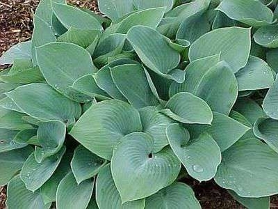 Hosta 'Halcyon', Hartlelie