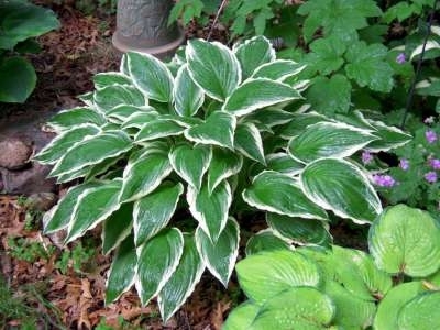 Hosta undulata 'Albomarginata', Hartlelie