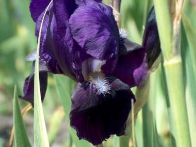 Iris germanica 'Black Swan', Iris