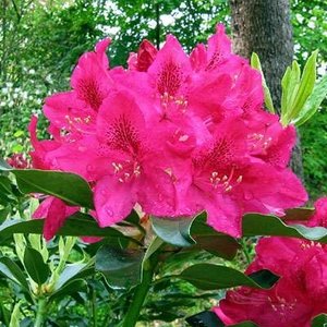 Rhododendron 'Nova Zembla', 30-50 5L