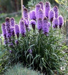 Liatris spicata, Lampepoetser