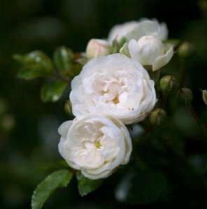 Rosa 'White The Fairy' 1.5L, Trosrozen