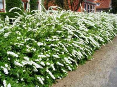 Spiraea cin. 'Grefsheim', 3L Spierstruik