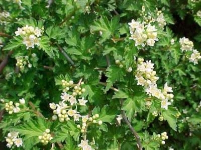 Stephanandra inc. 'Crispa' 1.5L, Kransspirea