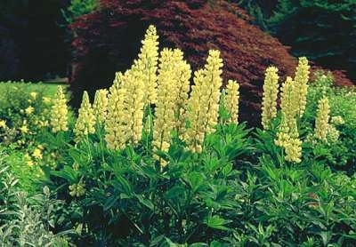 Lupinus 'Le Chandelier', Lupine