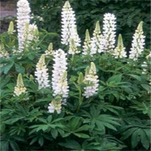 Lupinus 'Noble Maiden', Lupine