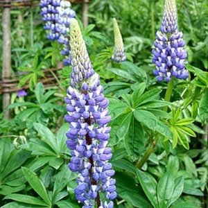 Lupinus 'The Governor', Lupine