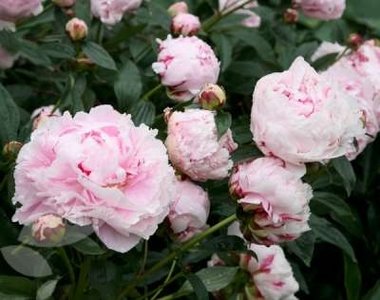 Paeonia 'Sarah Bernhardt', Pioen 3L