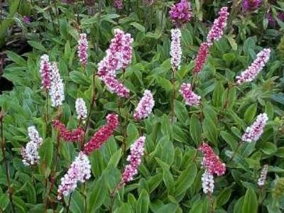 Persicaria affine 'Superbum' P9 (=Polygonum),Duizendknoop